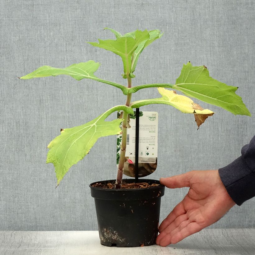 Amostra de Yacon - Maçã da terra Vaso de 1,5 L/2 L tal como entregue no verão