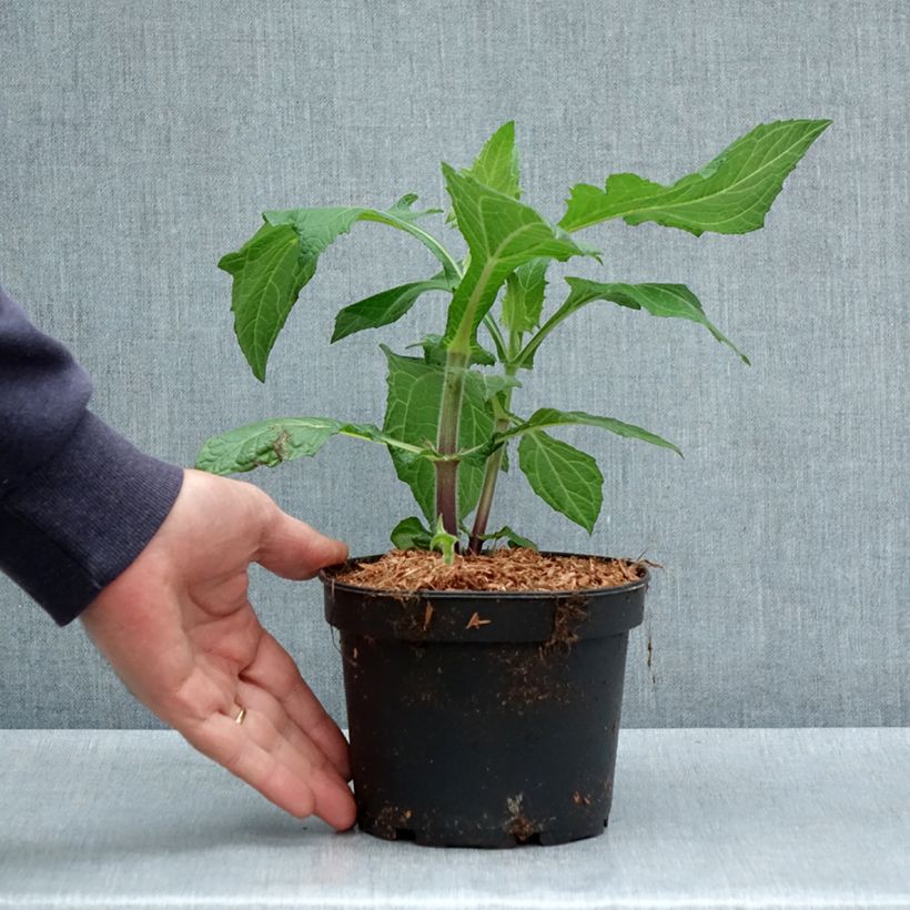 Amostra de Poire de terre ou Yacón - Smallanthus sonchifolius Pot de 1,5L/2L tal como entregue na primavera