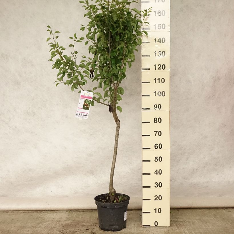 Amostra de Pereira Angelys - Pyrus communis Vaso de 7,5 L/10 L, Copo tal como entregue no verão