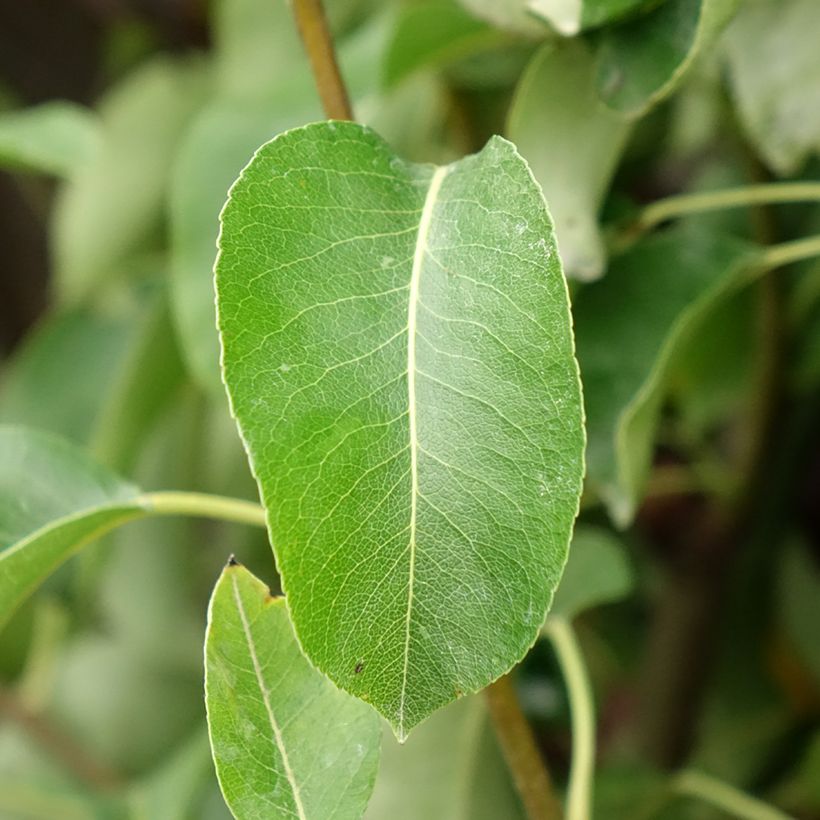 Pereira Angelys - Pyrus communis (Folhagem)