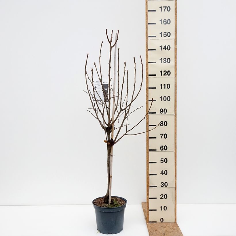Amostra de Pereira Angelys - Pyrus communis Vaso de 7,5 L/10 L, Copo tal como entregue no outono