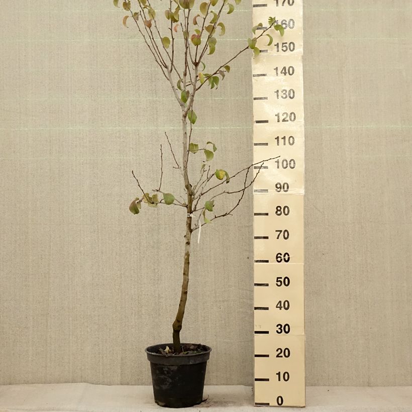 Amostra de Pereira Beurré Giffard - Pyrus communis Vaso de 7,5 L/10 L, Copo tal como entregue no outono