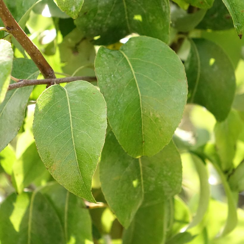 Pereira Beurré Giffard - Pyrus communis (Folhagem)