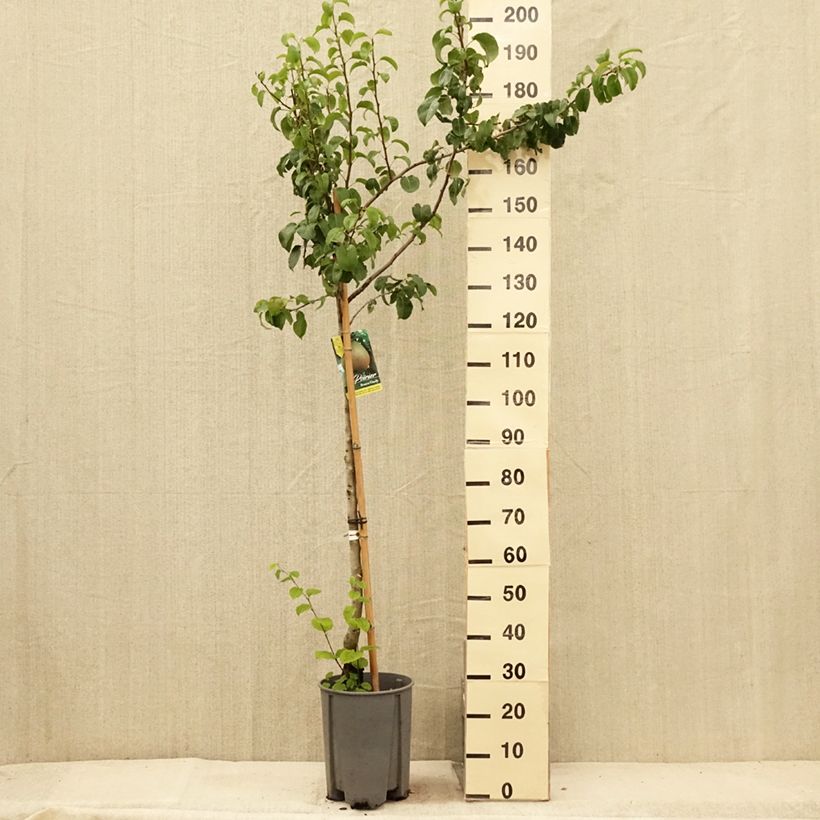 Amostra de Pereira Beurré Hardy - Pyrus communis Vaso de 7,5 L/10 L, Meia haste tal como entregue no verão
