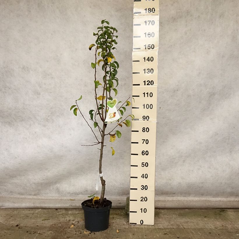 Amostra de Pereira Beurré Hardy - Pyrus communis Vaso de 7,5 L/10 L, Copo tal como entregue no outono