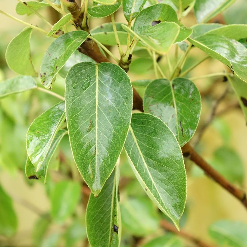 Pereira Charneux - Pyrus communis (Folhagem)
