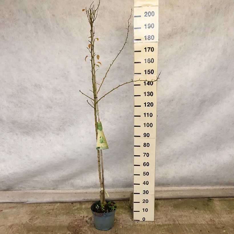 Amostra de Pereira Charneux - Pyrus communis Vaso de 7,5 L/10 L, Meia haste tal como entregue no outono