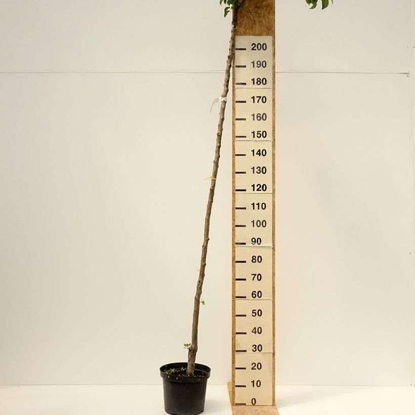 Amostra de Pereira Charneux - Pyrus communis Vaso de 7,5 L/10 L, Haste alta tal como entregue na primavera