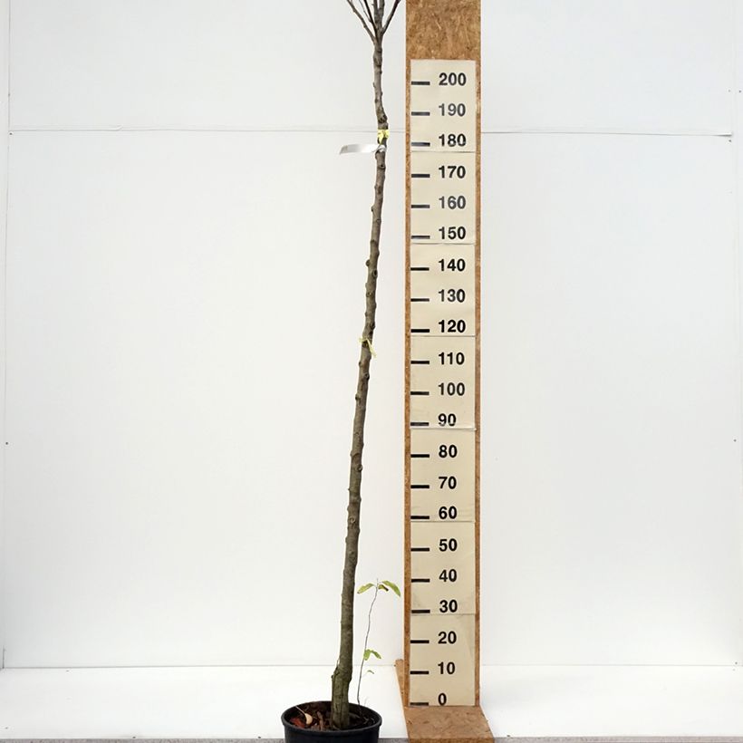 Amostra de Pereira Charneux - Pyrus communis Vaso de 7,5 L/10 L, Haste alta tal como entregue no outono