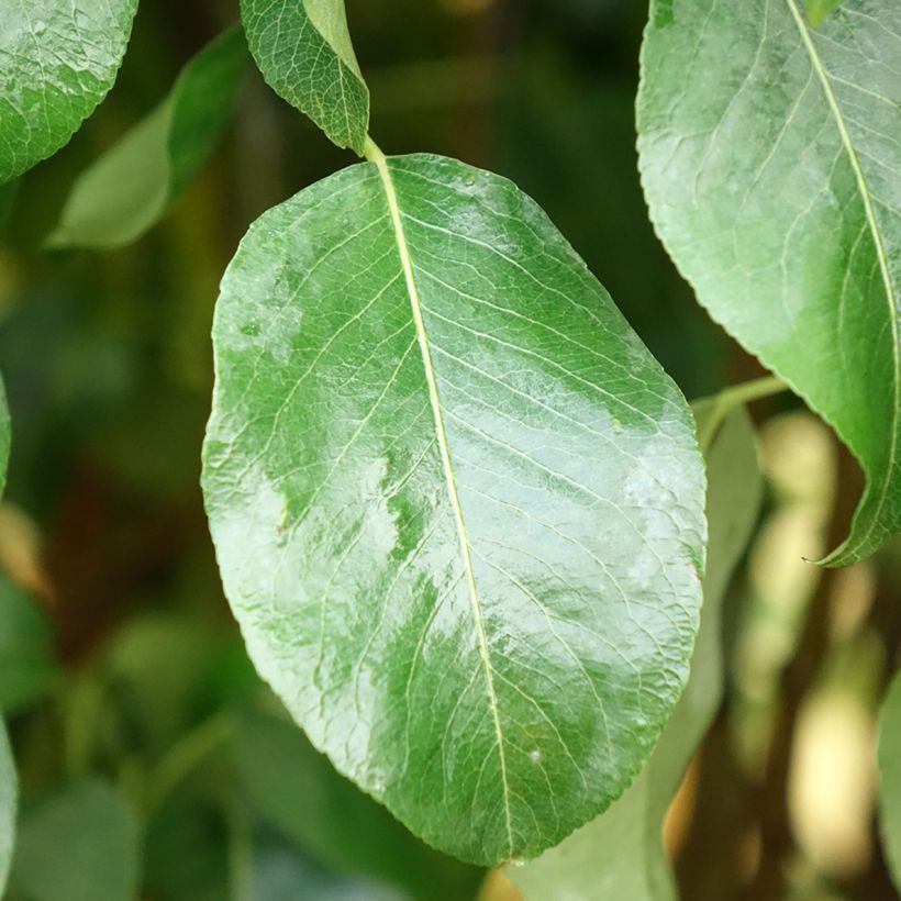 Pereira Clapps Favorite - Pyrus communis (Folhagem)