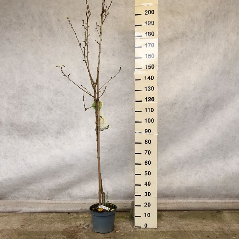 Amostra de Pereira Clapps Favorite - Pyrus communis Vaso de 7,5 L/10 L, Meia haste tal como entregue no outono