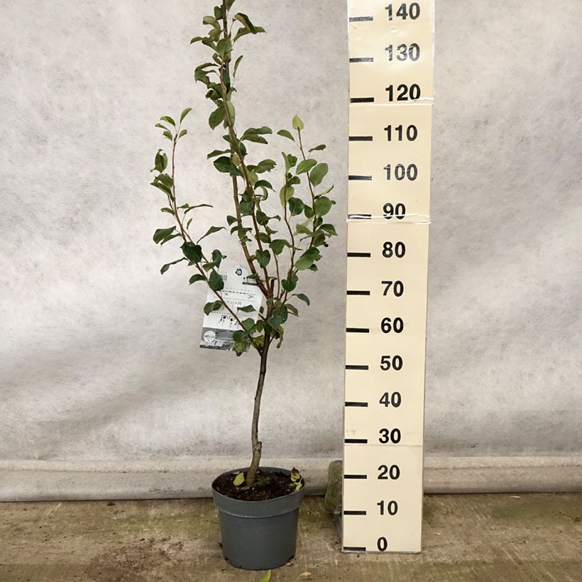 Amostra de Pereira colunar de Londres - Pyrus communis Vaso de 7,5 L/10 L, Colunar tal como entregue no outono