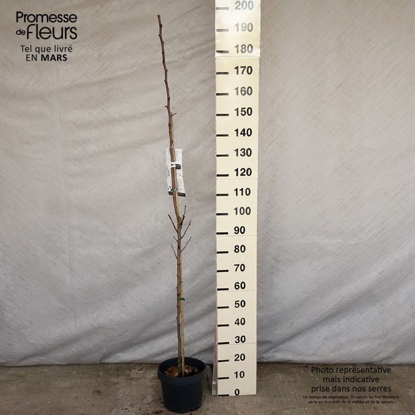 Amostra de Pereira colunar de Londres - Pyrus communis Vaso de 7,5 L/10 L, Colunar tal como entregue na primavera