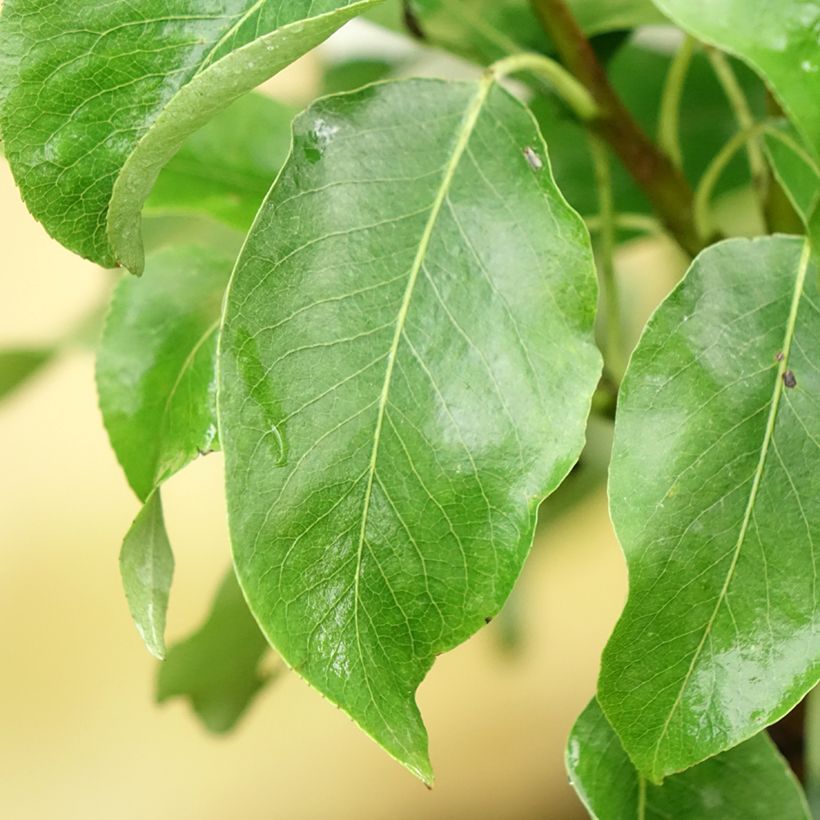 Pereira colunar de Londres - Pyrus communis (Folhagem)