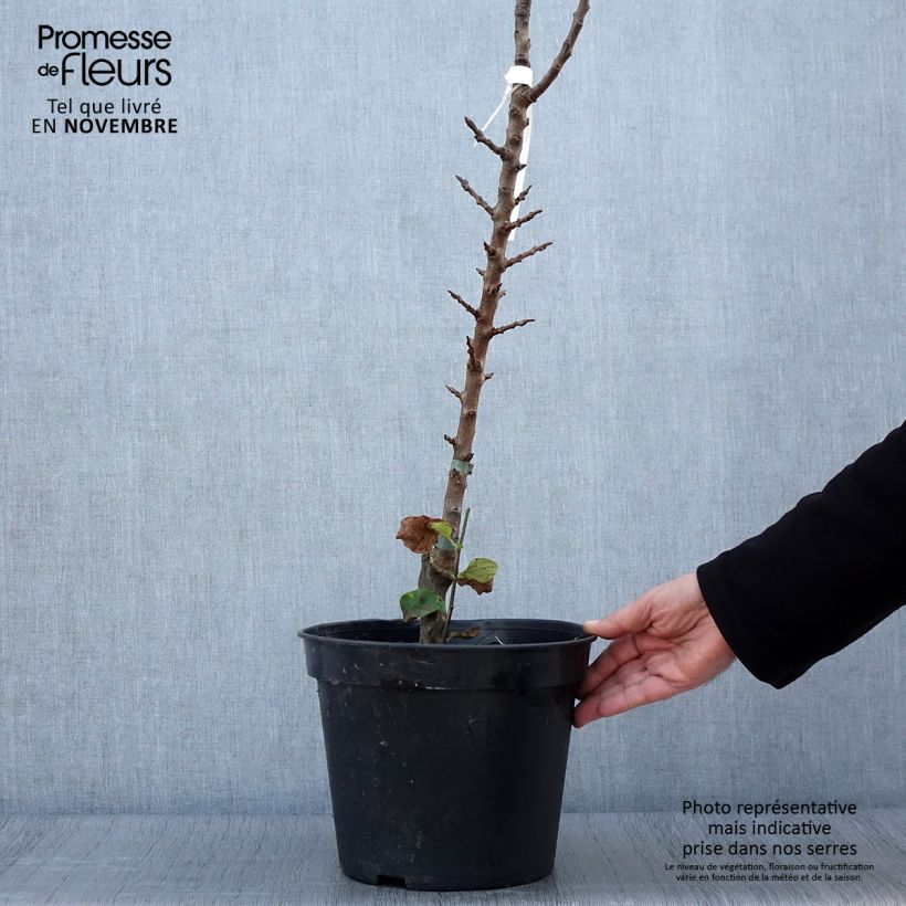 Amostra de Pereira colunar Obelus - Pyrus communis Vaso de 7,5 L/10 L, Colunar tal como entregue no outono