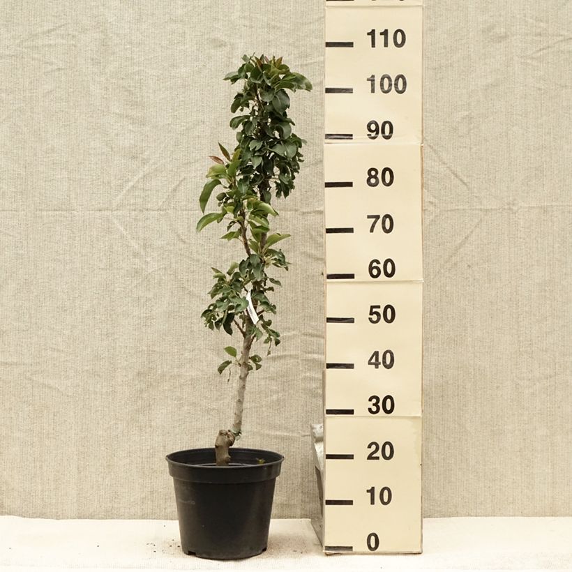 Amostra de Pereira colunar Obelus - Pyrus communis Vaso de 7,5 L/10 L, Colunar tal como entregue no verão