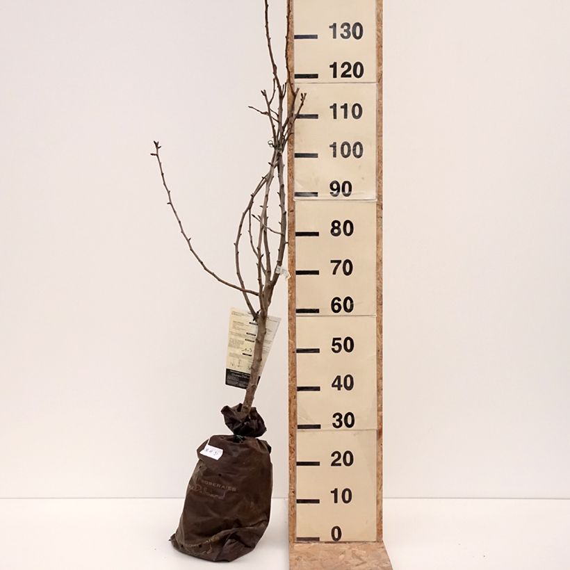 Amostra de Poirier Comtesse de Paris - Georges Delbard Torrão "Pronto a plantar", Copo tal como entregue no inverno