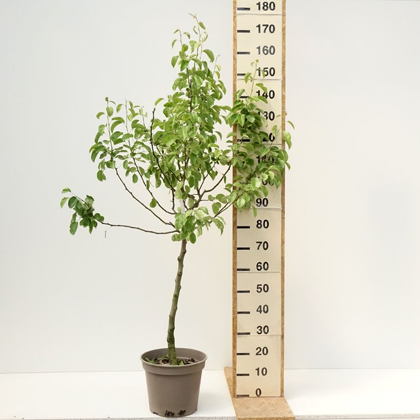 Amostra de Pereira Condessa de Paris - Georges Delbard Vaso de 7,5 L/10 L, Copo tal como entregue na primavera