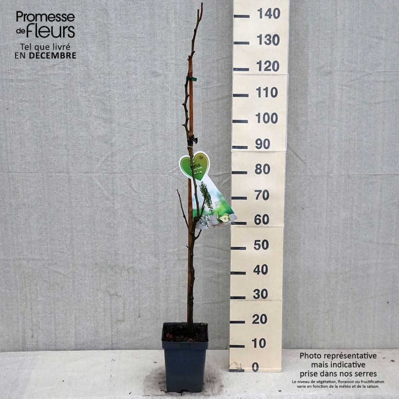 Amostra de Pereira anã Condo - Pyrus communis Vaso de 4 L/5 L, Anão tal como entregue no outono