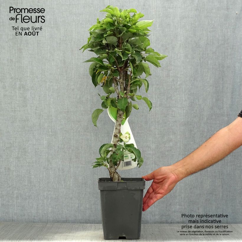 Amostra de Pereira anã Condo - Pyrus communis Vaso de 4 L/5 L, Anão tal como entregue no verão
