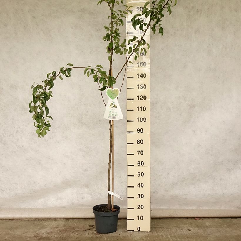 Amostra de Pereira Conference - Pyrus communis Vaso de 7,5 L/10 L, Copo tal como entregue no verão