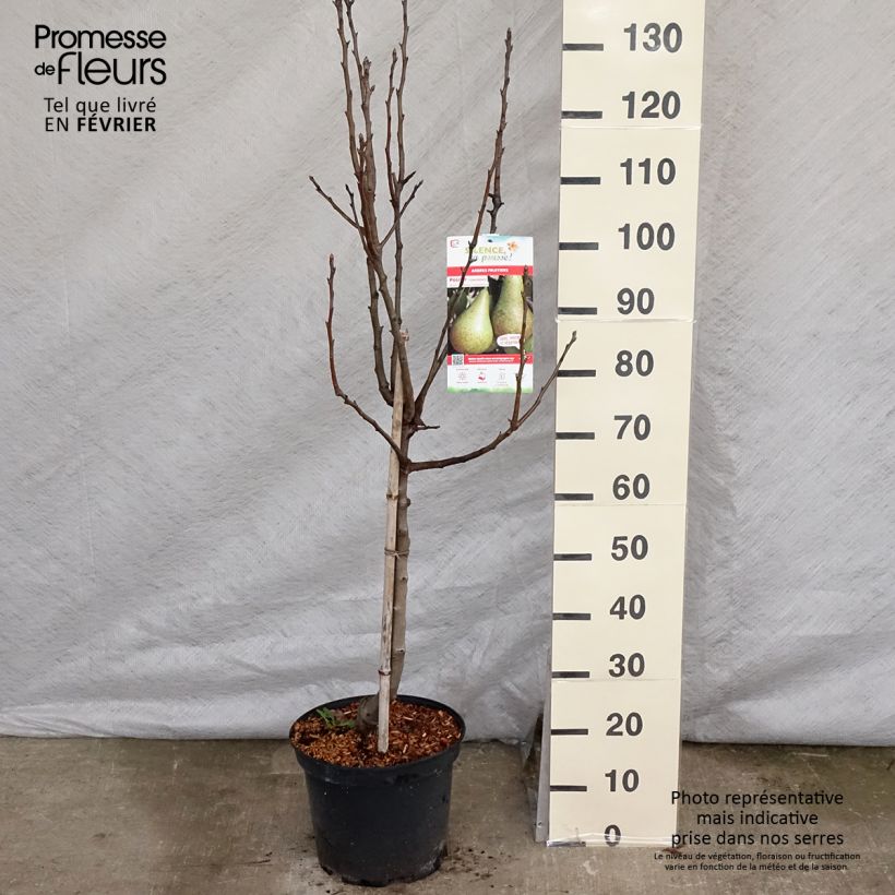 Amostra de Pereira Conference - Pyrus communis Vaso de 7,5 L/10 L, Copo tal como entregue no inverno