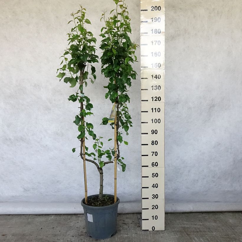 Amostra de Pereira Conference - Pyrus communis Vaso de 7,5 L/10 L, Palmeta simples em U tal como entregue no verão