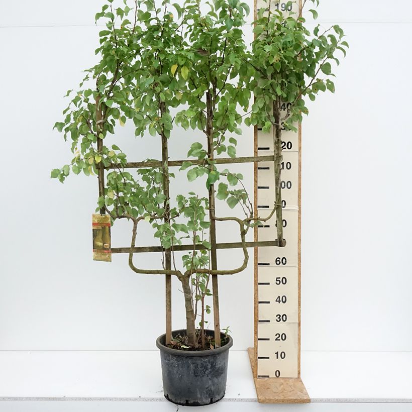 Amostra de Pereira Conference - Pyrus communis Vaso de 20 L/25 L, Palmeta dupla em U tal como entregue no verão