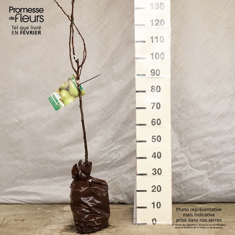 Amostra de Poirier Delbard Gourmande - Georges Delbard Torrão "Pronto a plantar", Copo tal como entregue no inverno