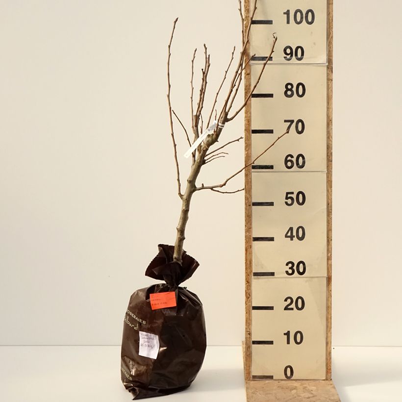 Amostra de Poirier Delbardélice - Georges Delbard Torrão "Pronto a plantar", Copo tal como entregue no inverno