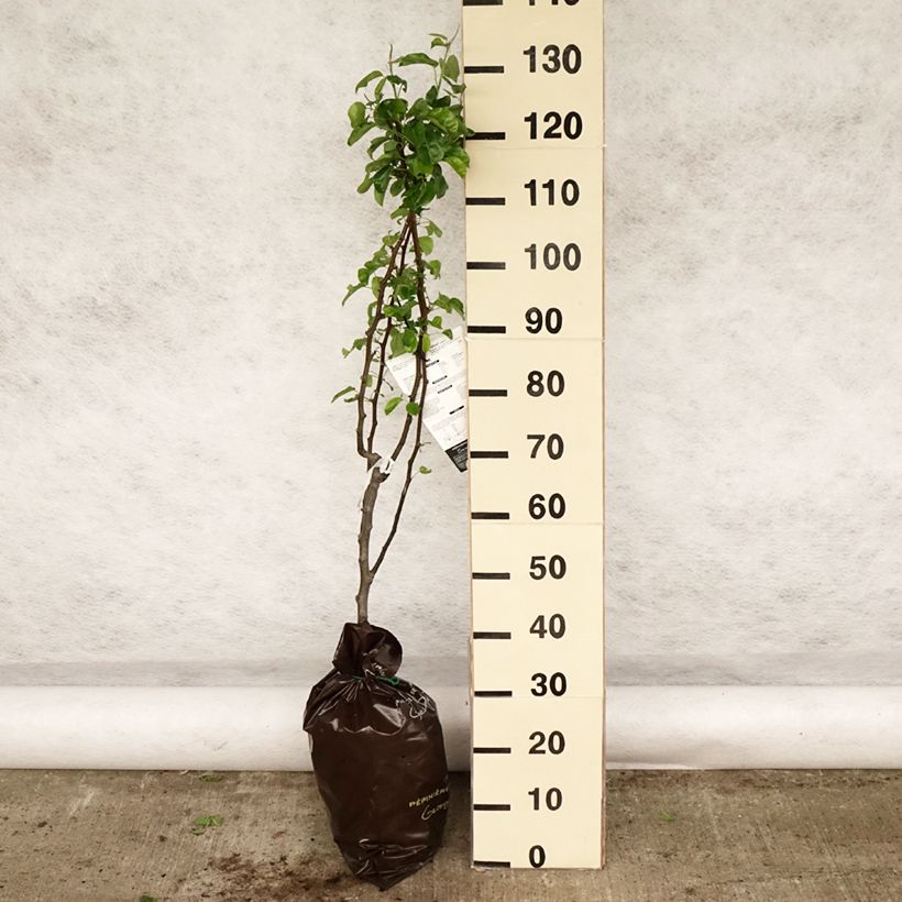 Amostra de Pereira Delbardélice Georges Delbard - Pyrus communis Torrão "Pronto a plantar", Copo tal como entregue na primavera