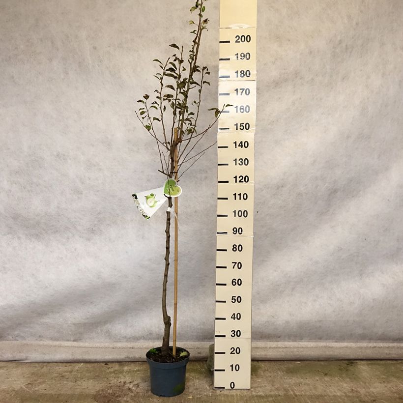 Amostra de Pereira Doyenné du Comice - Pyrus communis Vaso de 7,5 L/10 L, Meia haste tal como entregue no outono