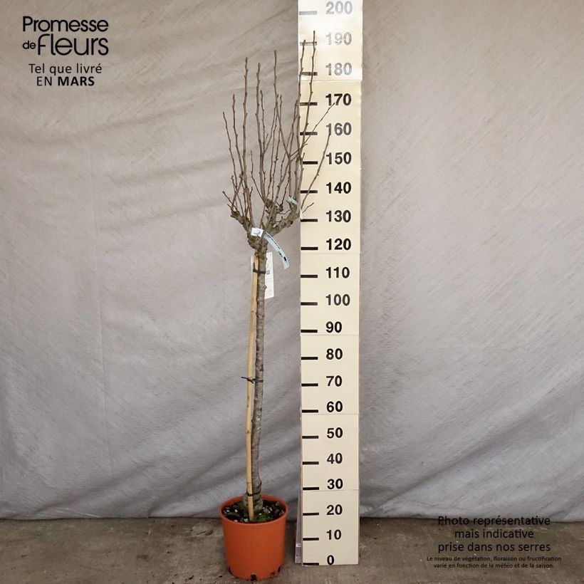 Amostra de Pereira Doyenné du Comice - Pyrus communis Vaso de 7,5 L/10 L, Meia haste tal como entregue na primavera