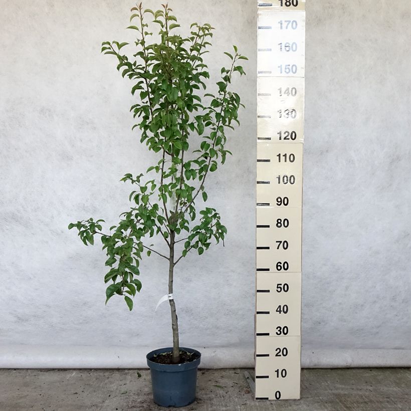 Amostra de Pereira Doyenné du Comice - Pyrus communis Vaso de 7,5 L/10 L, Copo tal como entregue no verão