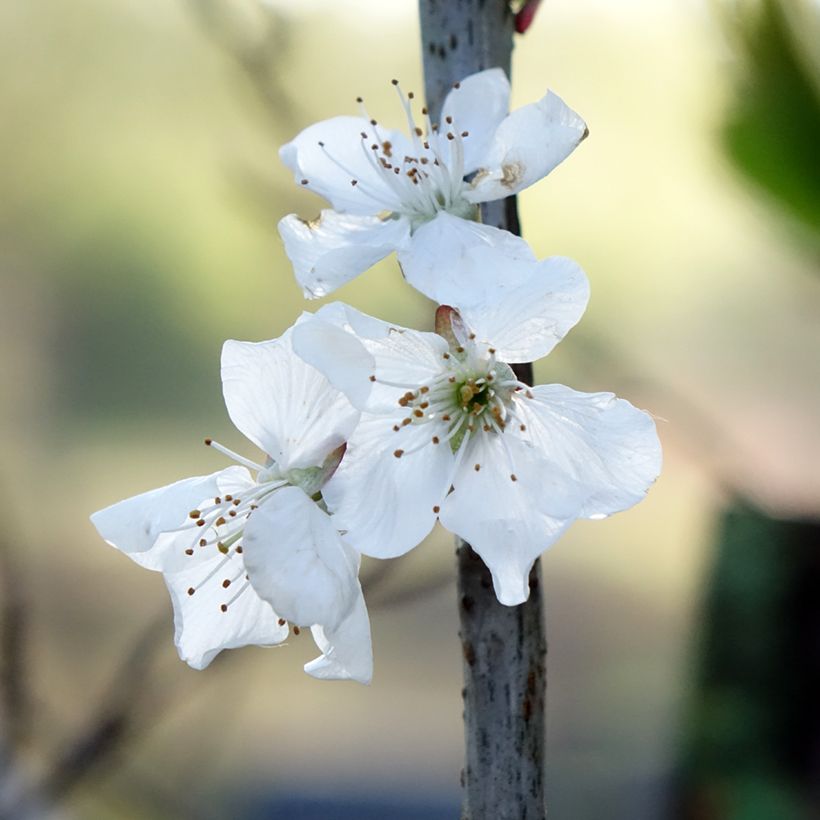 Pereira Doyenné du Comice - Pyrus communis (Floração)
