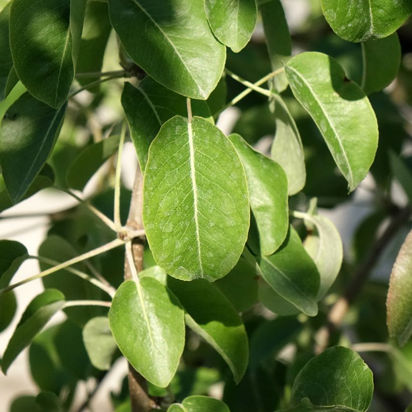 Pereira Dubbele Philip - Pyrus communis (Folhagem)