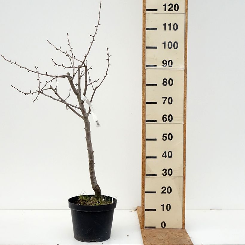 Amostra de Pereira Dubbele Philip - Pyrus communis Vaso de 7,5 L/10 L, Meia haste tal como entregue no outono