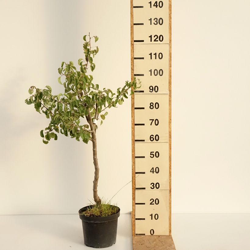 Amostra de Pereira Dubbele Philip - Pyrus communis Vaso de 7,5 L/10 L, Meia haste tal como entregue no verão