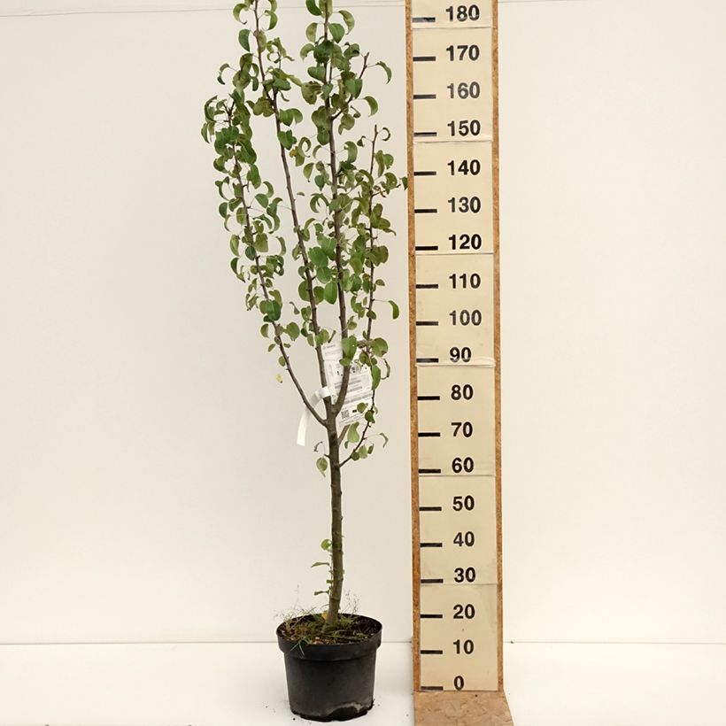 Amostra de Pereira Duquesa de Angoulême - Pyrus communis Vaso de 7,5 L/10 L, Copo tal como entregue no verão