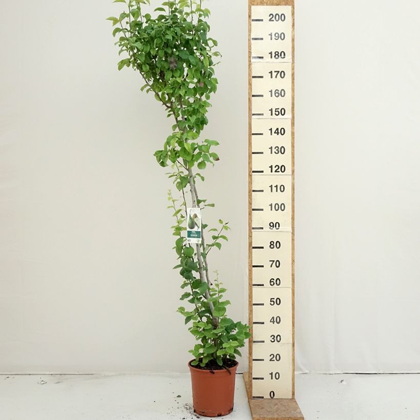 Amostra de Pereira Duo Conference e Williams - Pyrus communis Vaso de 7,5 L/10 L tal como entregue no verão