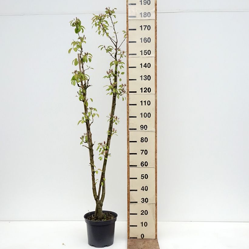Amostra de Pereira Duo Williams e Louise Bonne dAvranches - Pyrus communis Vaso de 7,5 L/10 L tal como entregue na primavera