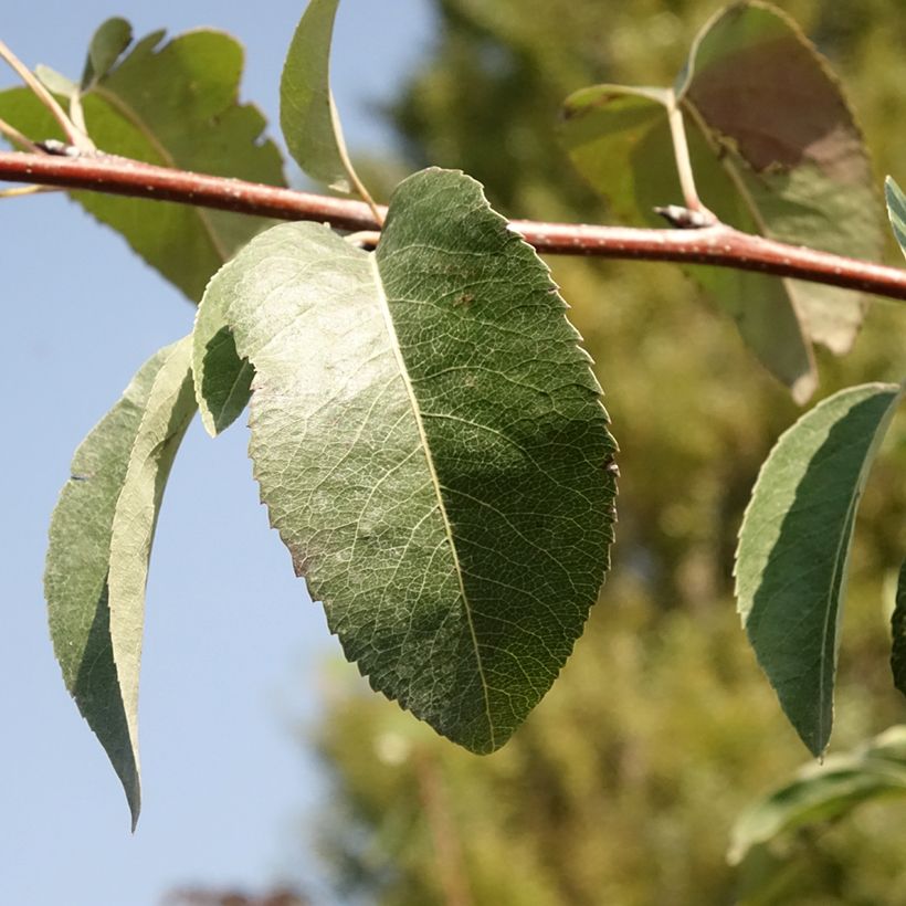 Pereira Durondeau - Pyrus communis (Folhagem)