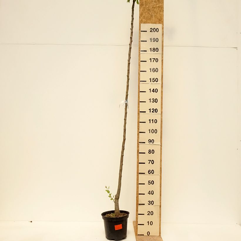 Amostra de Pereira Durondeau - Pyrus communis Vaso de 7,5 L/10 L, Haste alta tal como entregue na primavera