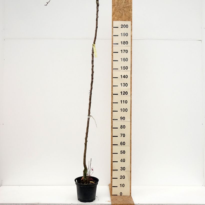 Amostra de Pereira Durondeau - Pyrus communis Vaso de 7,5 L/10 L, Haste alta tal como entregue no outono