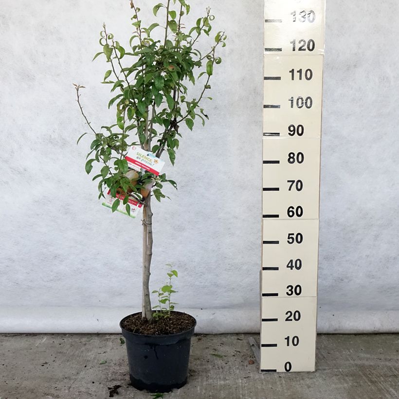Amostra de Pereira Espinho do Mas - Pyrus communis Vaso de 7,5 L/10 L, Copo tal como entregue no verão