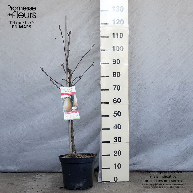Amostra de Pereira Espinho do Mas - Pyrus communis Vaso de 7,5 L/10 L, Copo tal como entregue na primavera