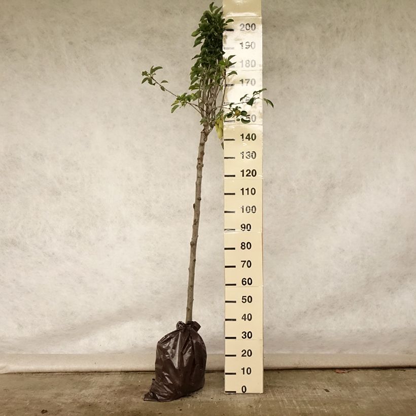 Amostra de Pereira Fertilia Delbard - Pyrus communis Torrão "Pronto a plantar", Meia haste tal como entregue no verão