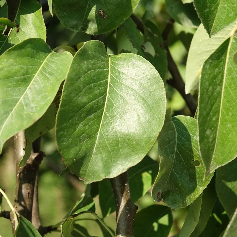 Pereira Fertilia Delbard - Pyrus communis (Folhagem)