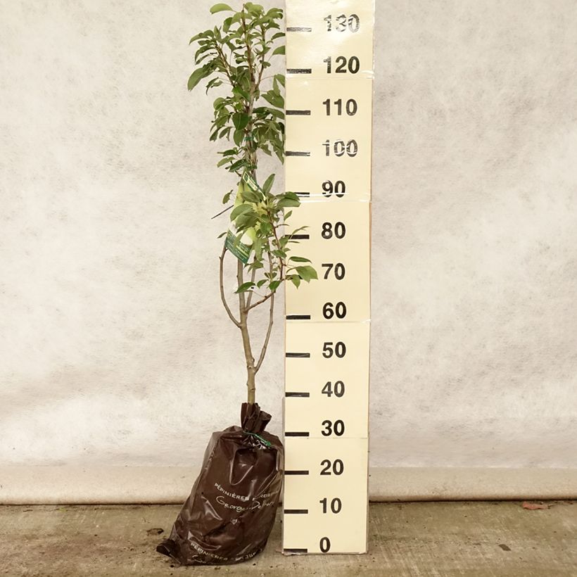 Amostra de Pereira Fertilia Delbard - Pyrus communis Torrão "Pronto a plantar", Copo tal como entregue no verão