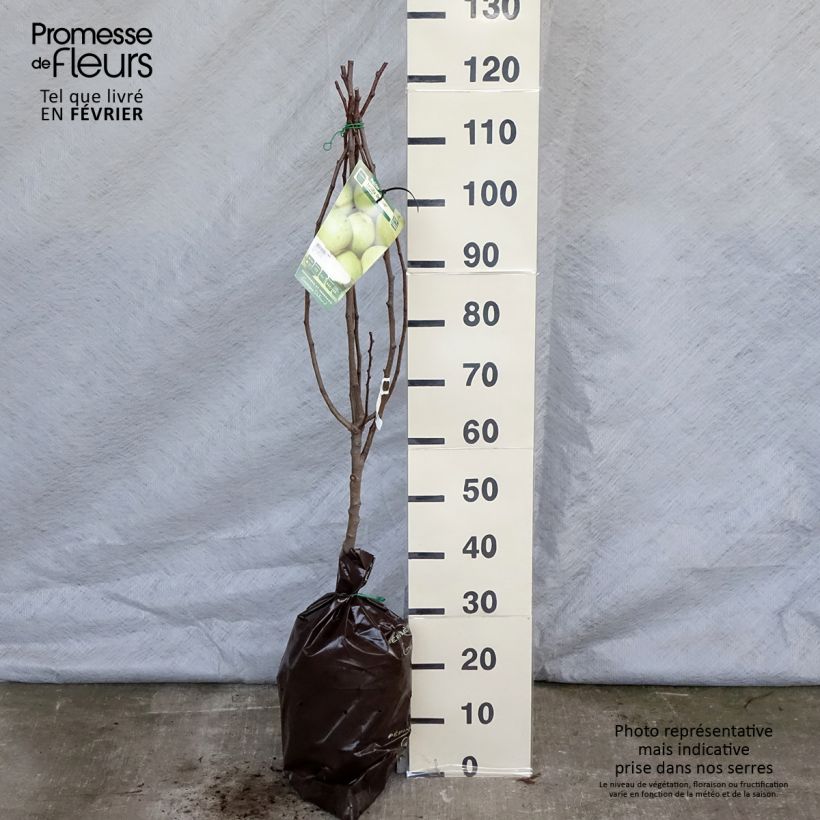 Amostra de Poirier Fertilia Delbard Torrão "Pronto a plantar", Copo tal como entregue no inverno